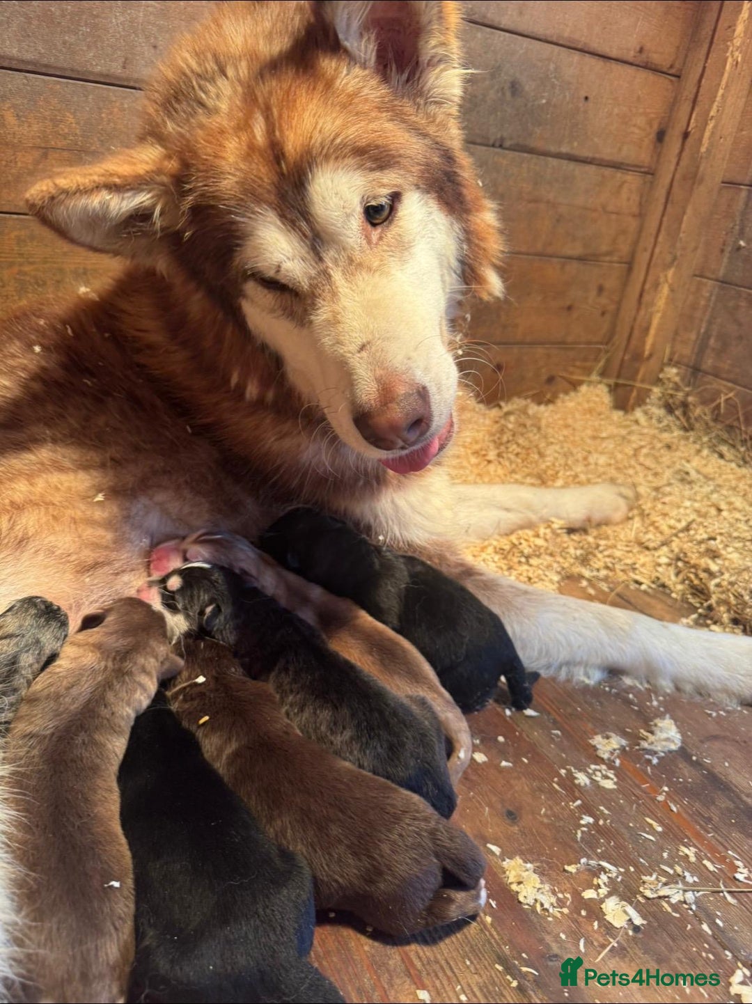 Mixed Breed dogs for sale: Dakota and Akila - Advert 13