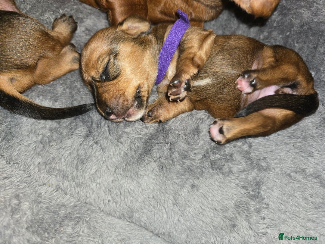 Miniature Dachshund dogs for sale: Miniature Dachshunds Seeking Forever Homes - Image 29