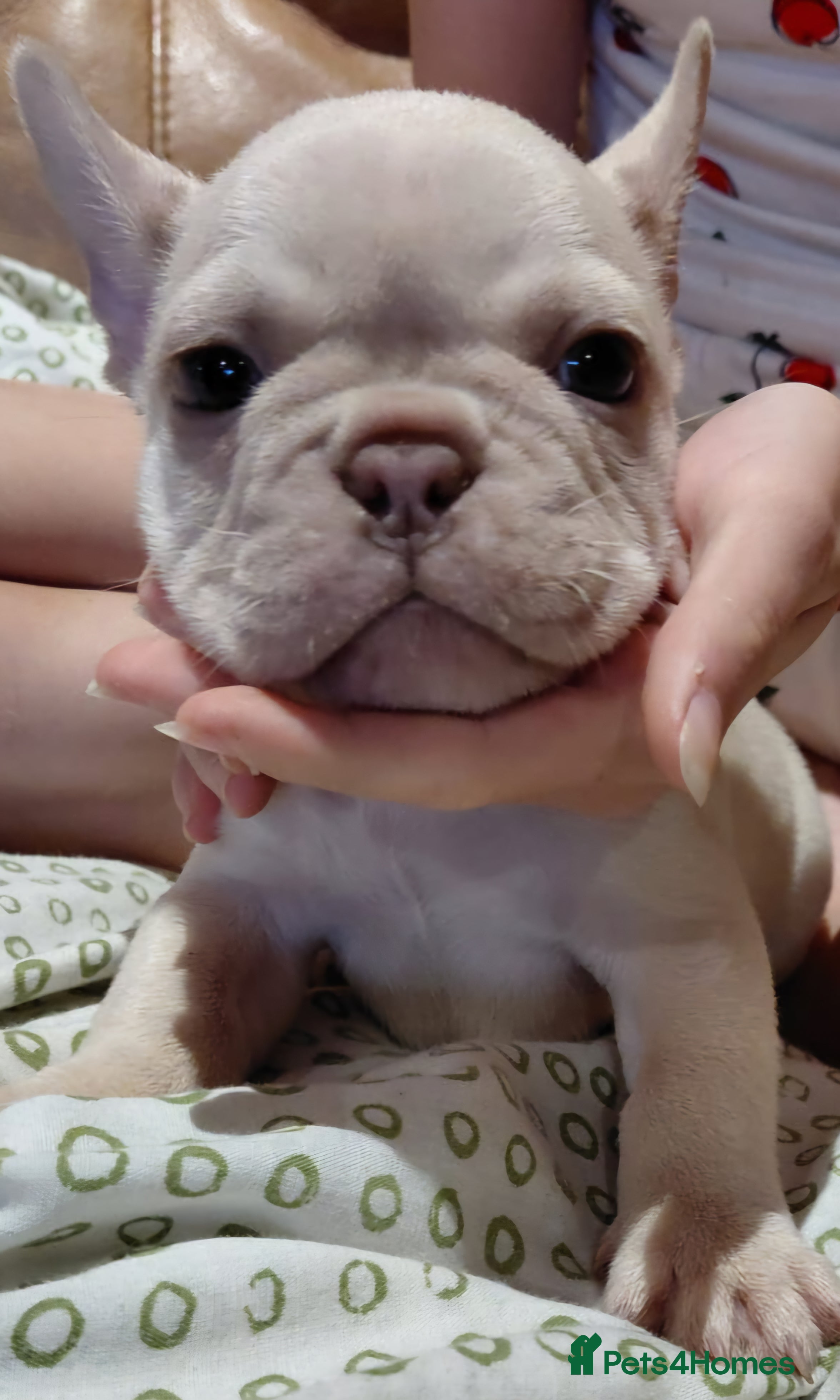 French Bulldog dogs Top Quality French Bulldog pups- ready now! - Advert 17
