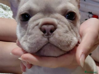 French Bulldog dogs Top Quality French Bulldog pups- ready now! - Advert 17