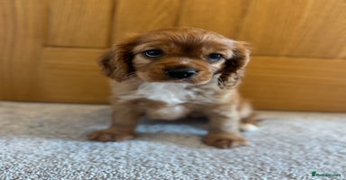 Cavalier King Charles Spaniel dogs - Advert 4
