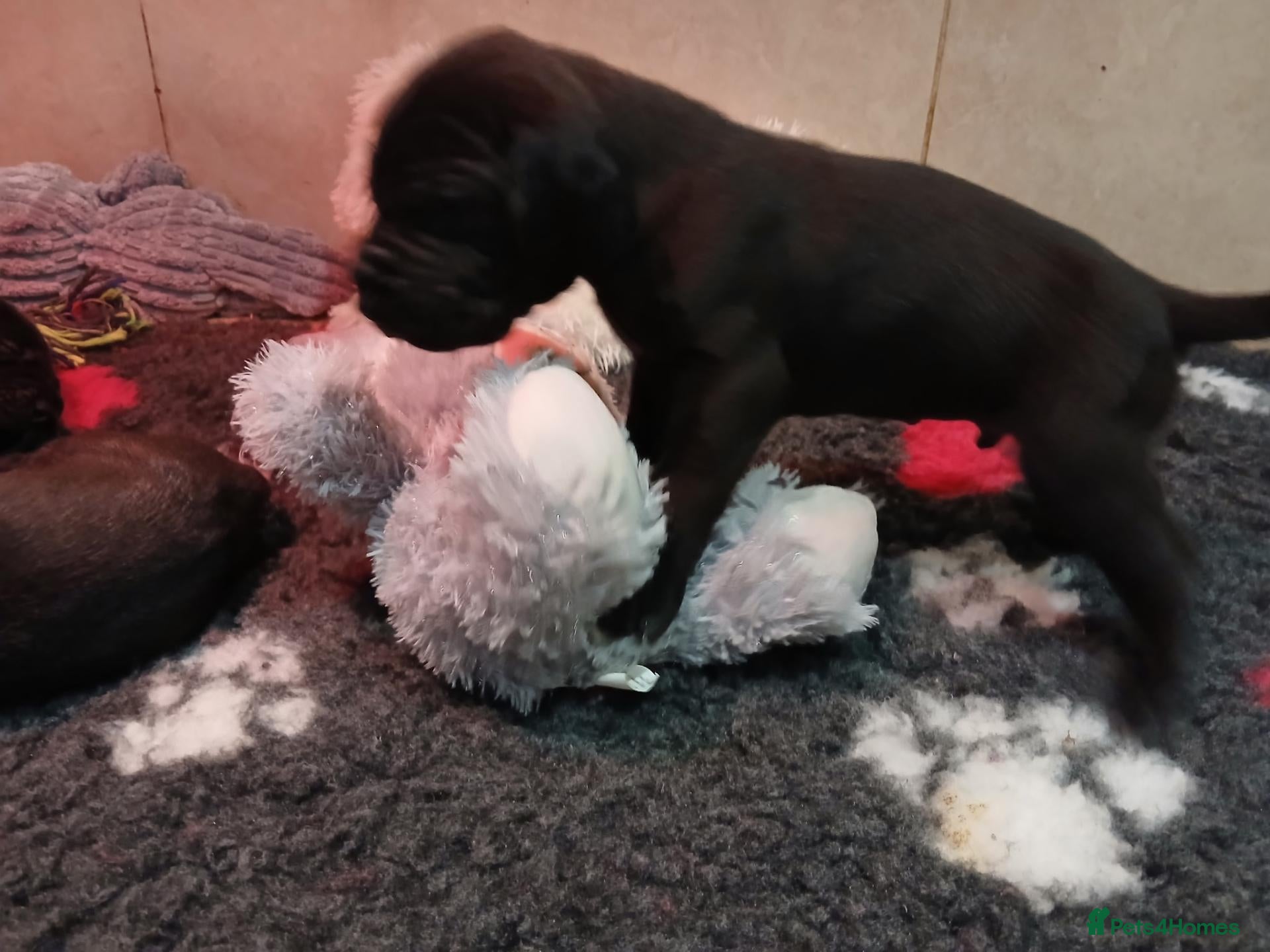 Great Dane dogs for sale: Black Great Dane Puppies  - Advert 11