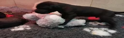 Great Dane dogs for sale: Black Great Dane Puppies  - Advert 1