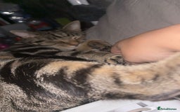 British Shorthair cats for sale: Both together  - Image 3