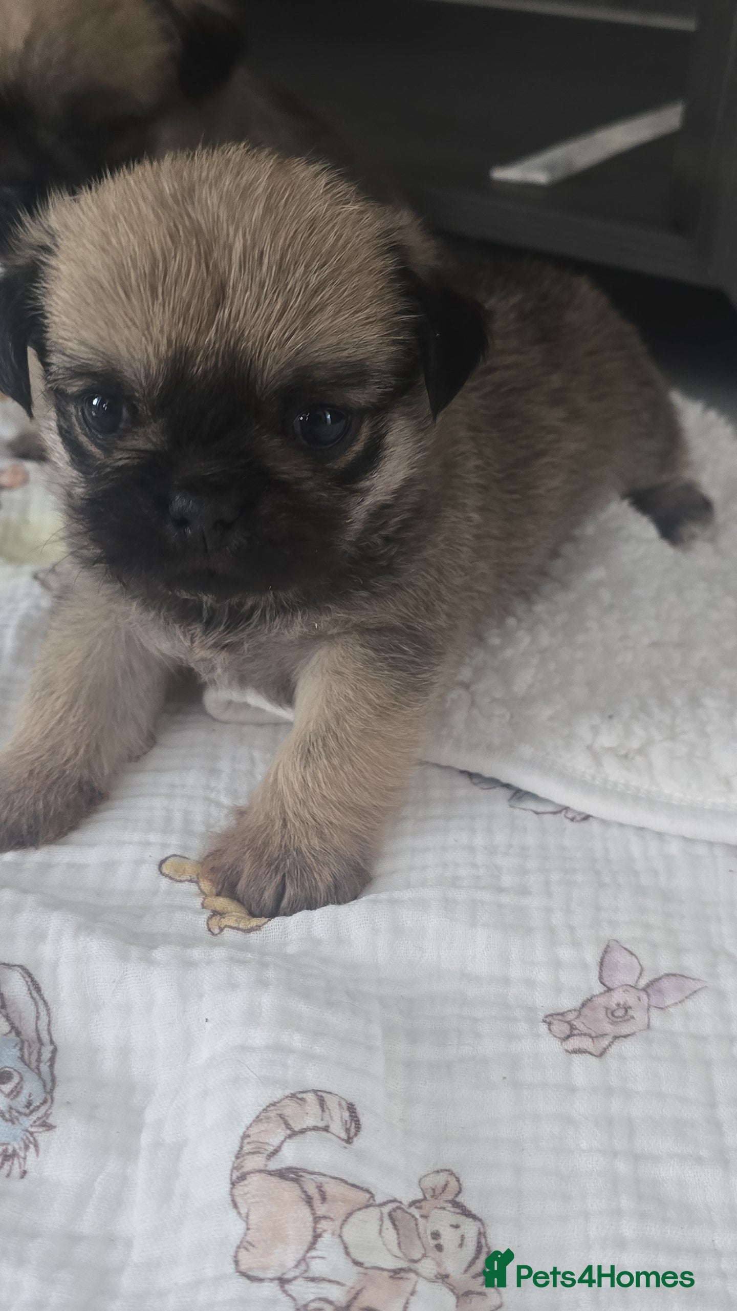 Mixed Breed dogs Pugzu - Advert 6