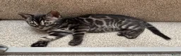 Bengal cats for sale: READY NOW ActiveTICA SilverCharcoal Bengal Kittens - Advert 11