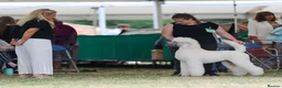 Standard Poodle dogs for stud: White Standard Poodle For Stud - Advert 4