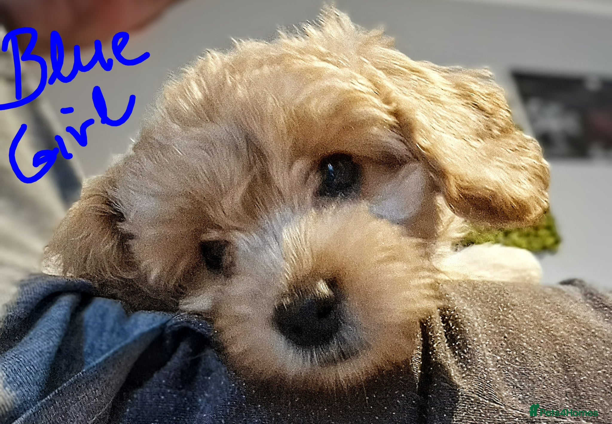 Mini Goldendoodle dogs Miniature Goldendoodle Puppy F1B - Advert 1