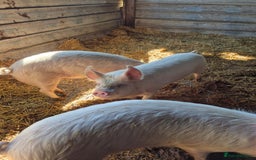 Pig livestock for sale: 3 Oxford Sandy and Black, Middle White Gilts Pigs - Image 3