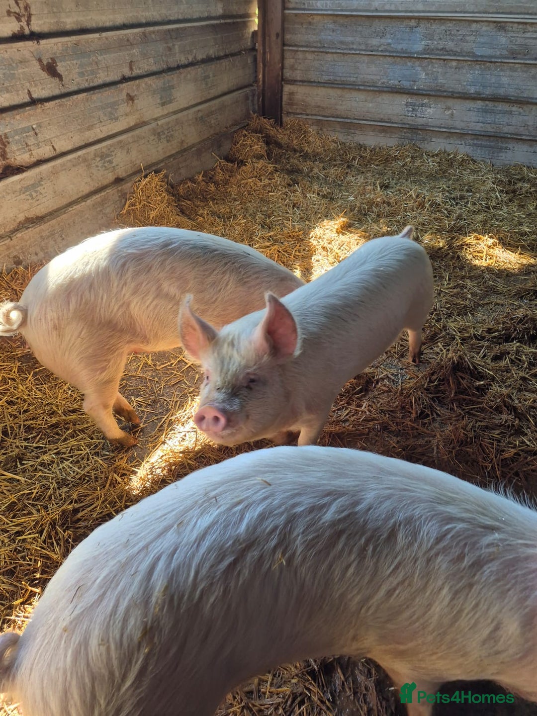 Pig livestock for sale: 3 Oxford Sandy and Black, Middle White Gilts Pigs - Image 3