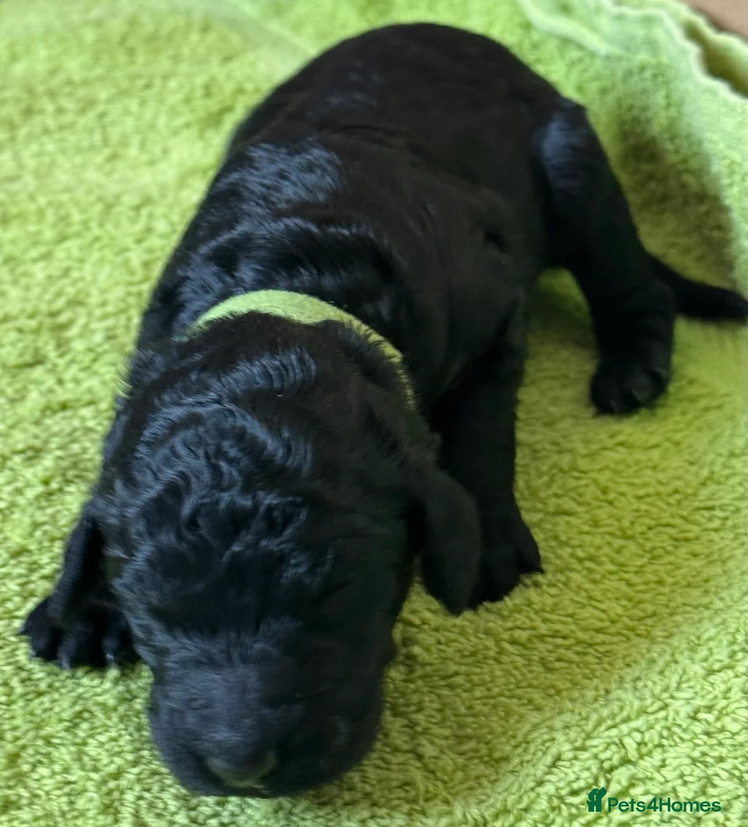 Standard Poodle dogs for sale: Reduced price£1800 Wonderful standard poodle pup’s - Advert 32