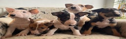 English Bull Terrier dogs for sale: Outstanding standard Bull terrier boys available  - Advert 9