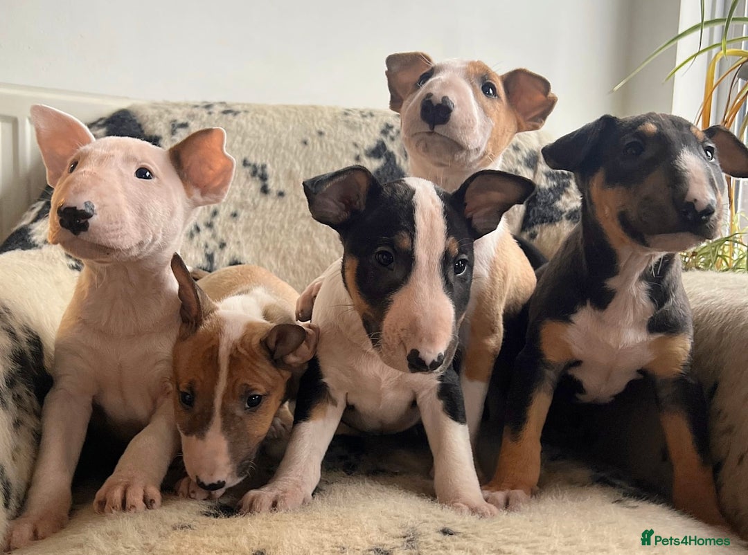 English Bull Terrier dogs for sale: Outstanding standard Bull terrier boys available  - Advert 9