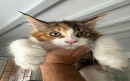 Maine Coon cats for sale: GCCF pedigree Maine Coon READY NOW  - Image 1