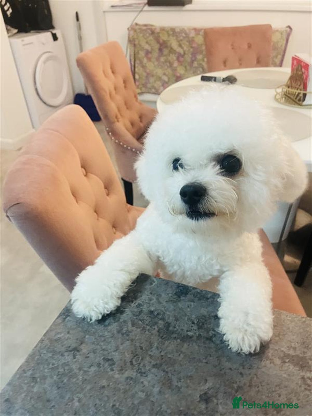 Bichon Frise dogs for sale: Bichon Frise - Image 10