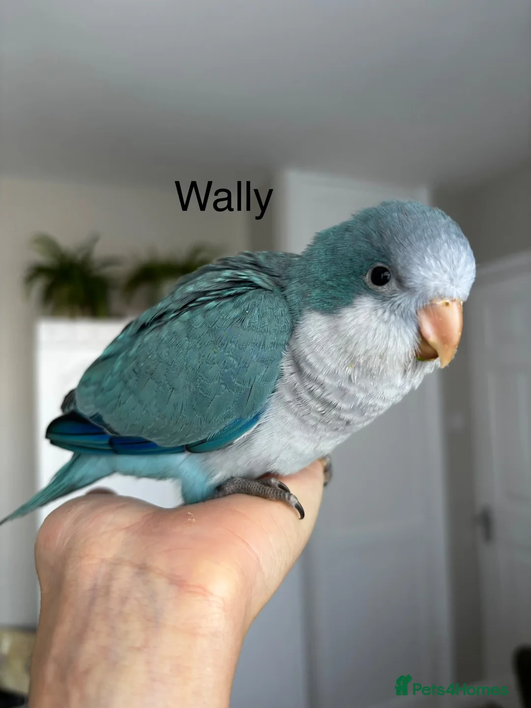Parrots birds for sale: Silly tame Quaker babies - Advert 1