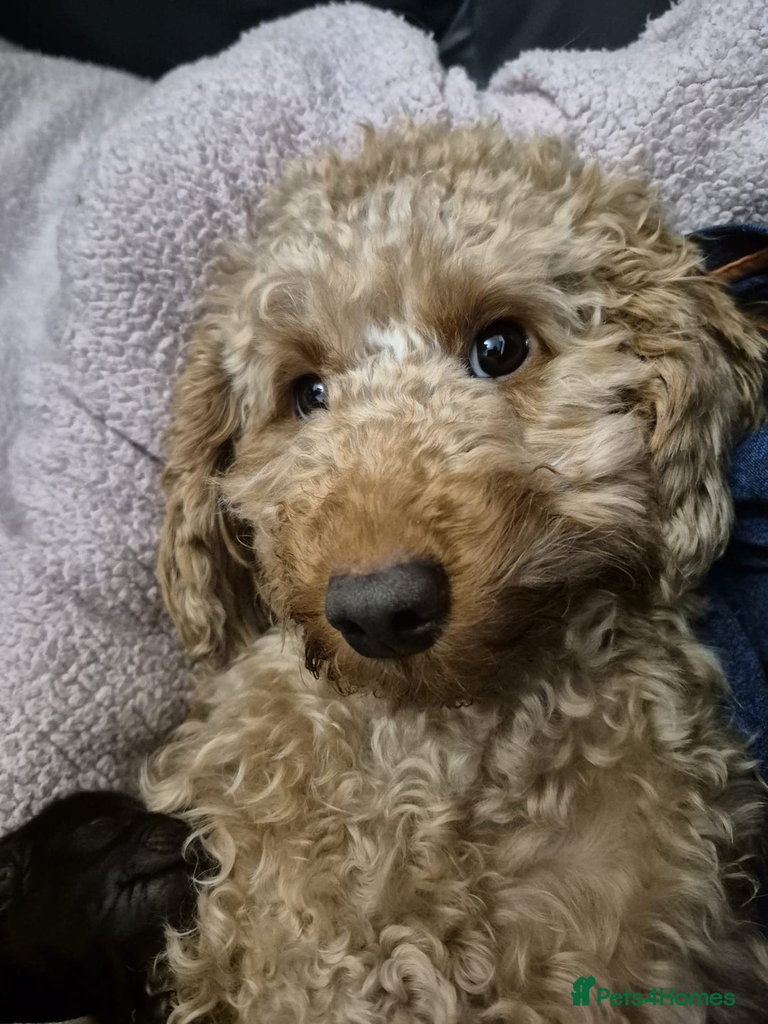 Mixed Breed dogs for sale: 3 beautiful boy yorkipoos   - Image 12