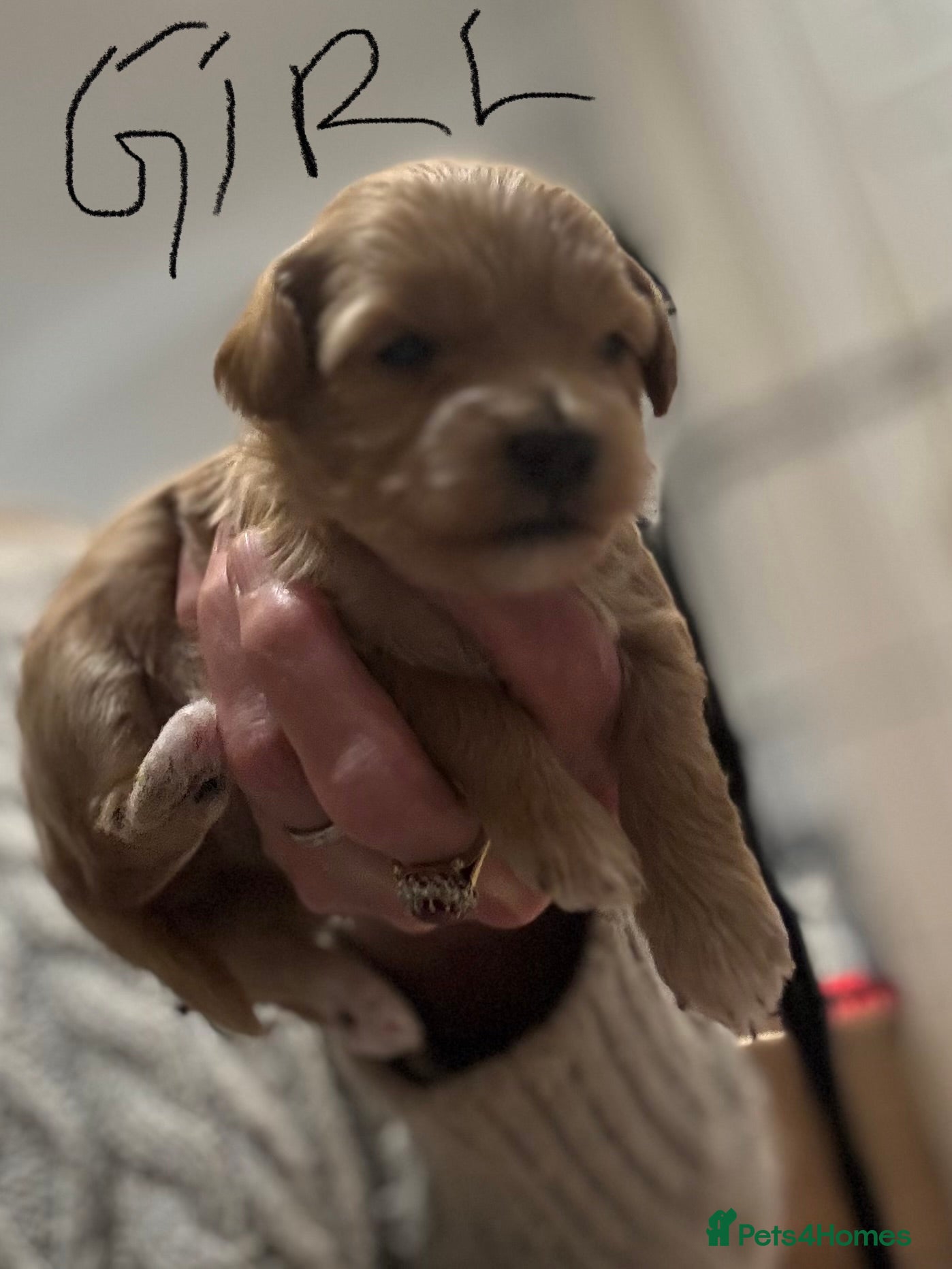 Maltipoo dogs Maltipoo pups  - Advert 1