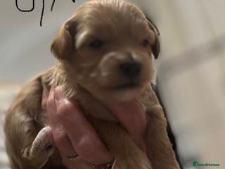 Maltipoo dogs Maltipoo pups - Advert 1