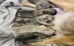 French Bulldog dogs for stud: New shade fluffy merle  in Sheffield - Image 19
