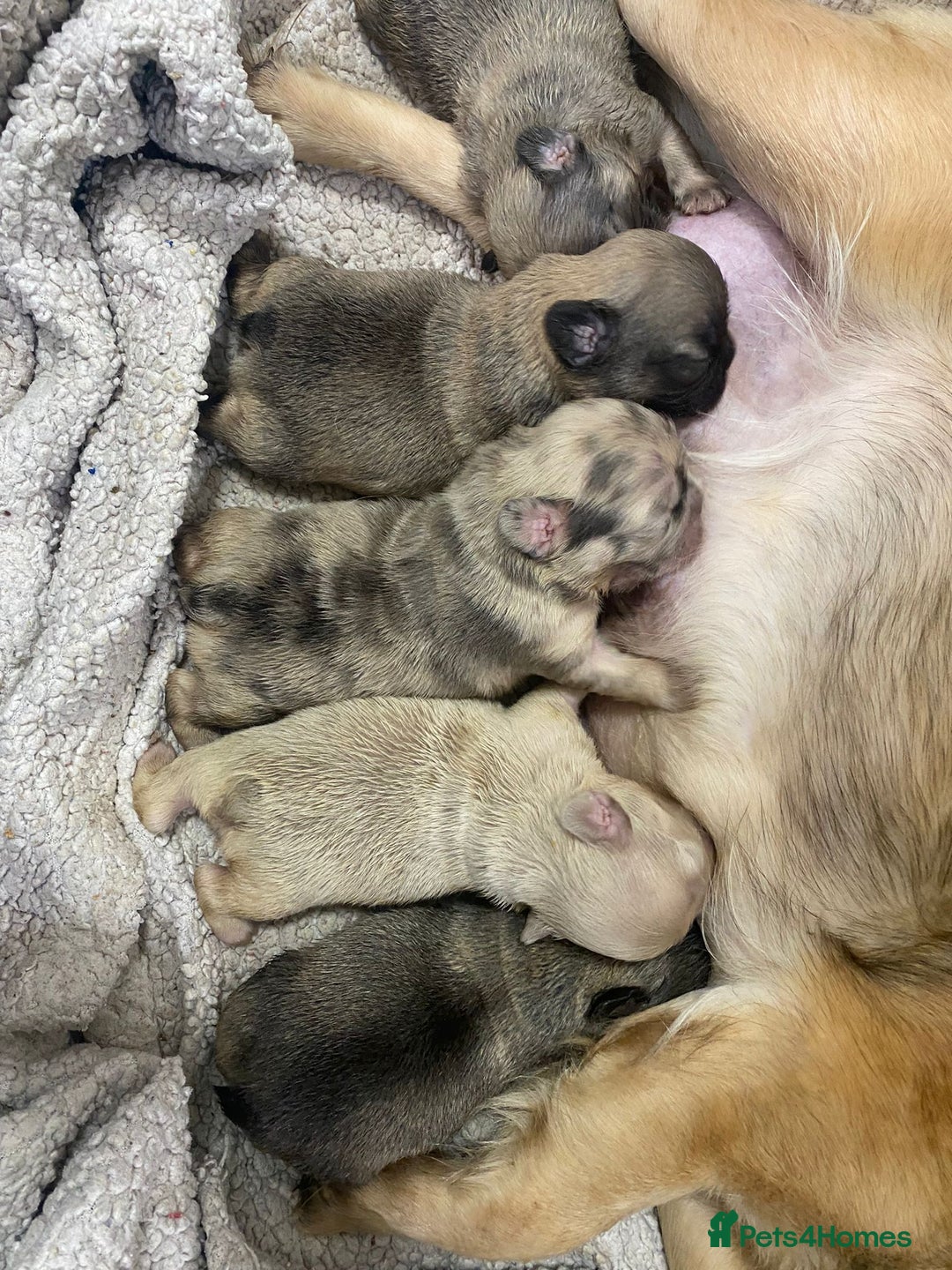 French Bulldog dogs for stud: New shade fluffy merle  in Sheffield - Image 19