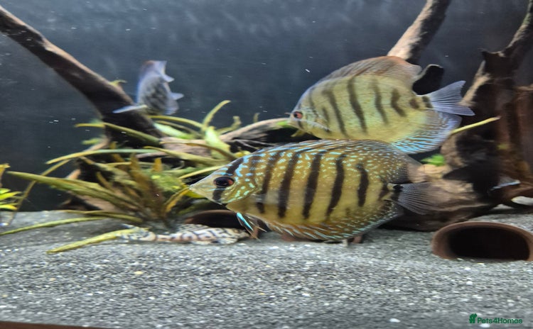 Discus fish - Advert 4