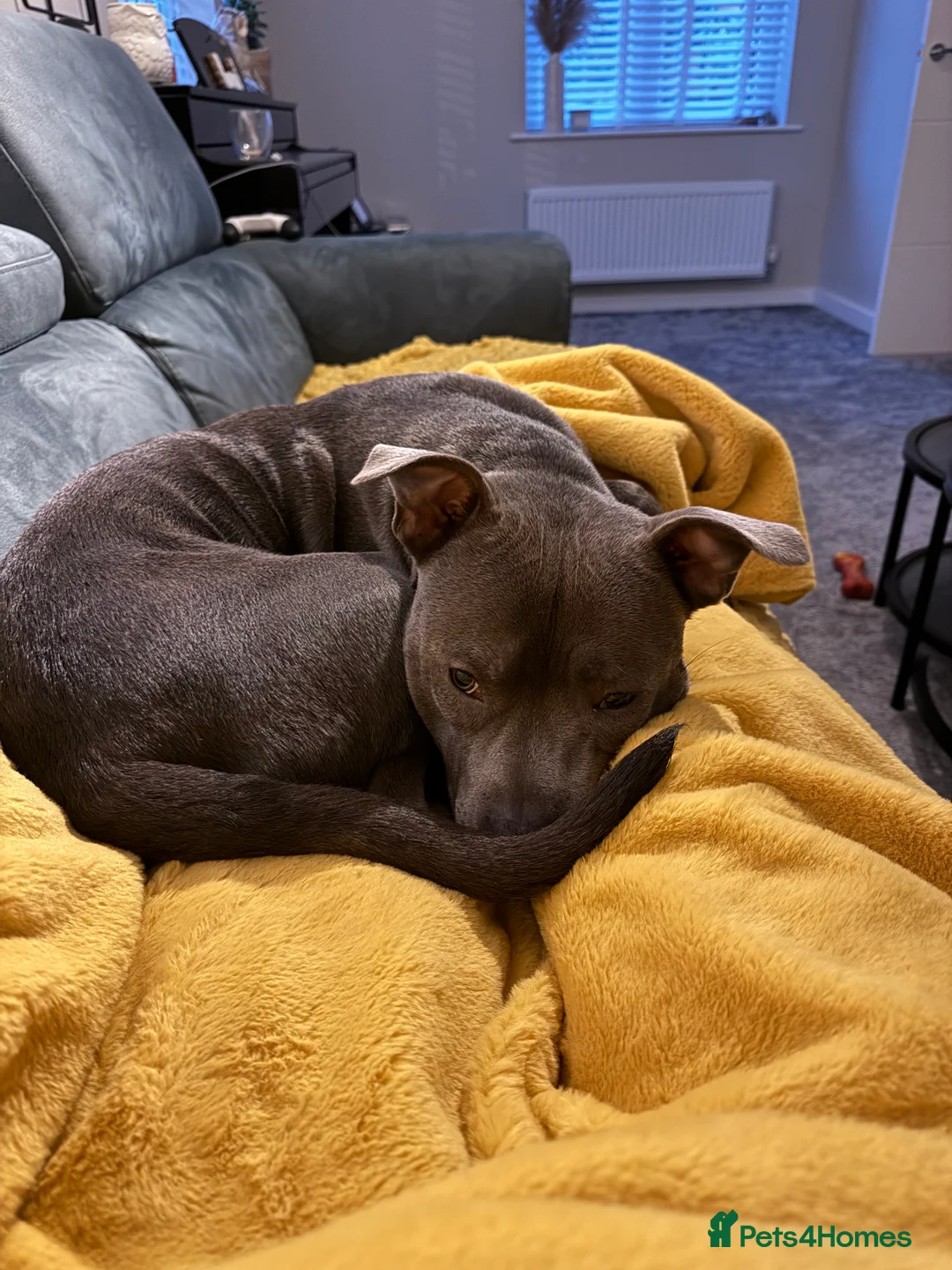 Staffordshire Bull Terrier dogs for sale: Monty 2 years old beautiful dog - Advert 4