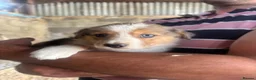 Border Collie dogs for sale: Collie puppies - merles  - Advert 26