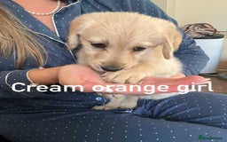 Labrador Retriever dogs for sale: Labrador puppies - Image 4