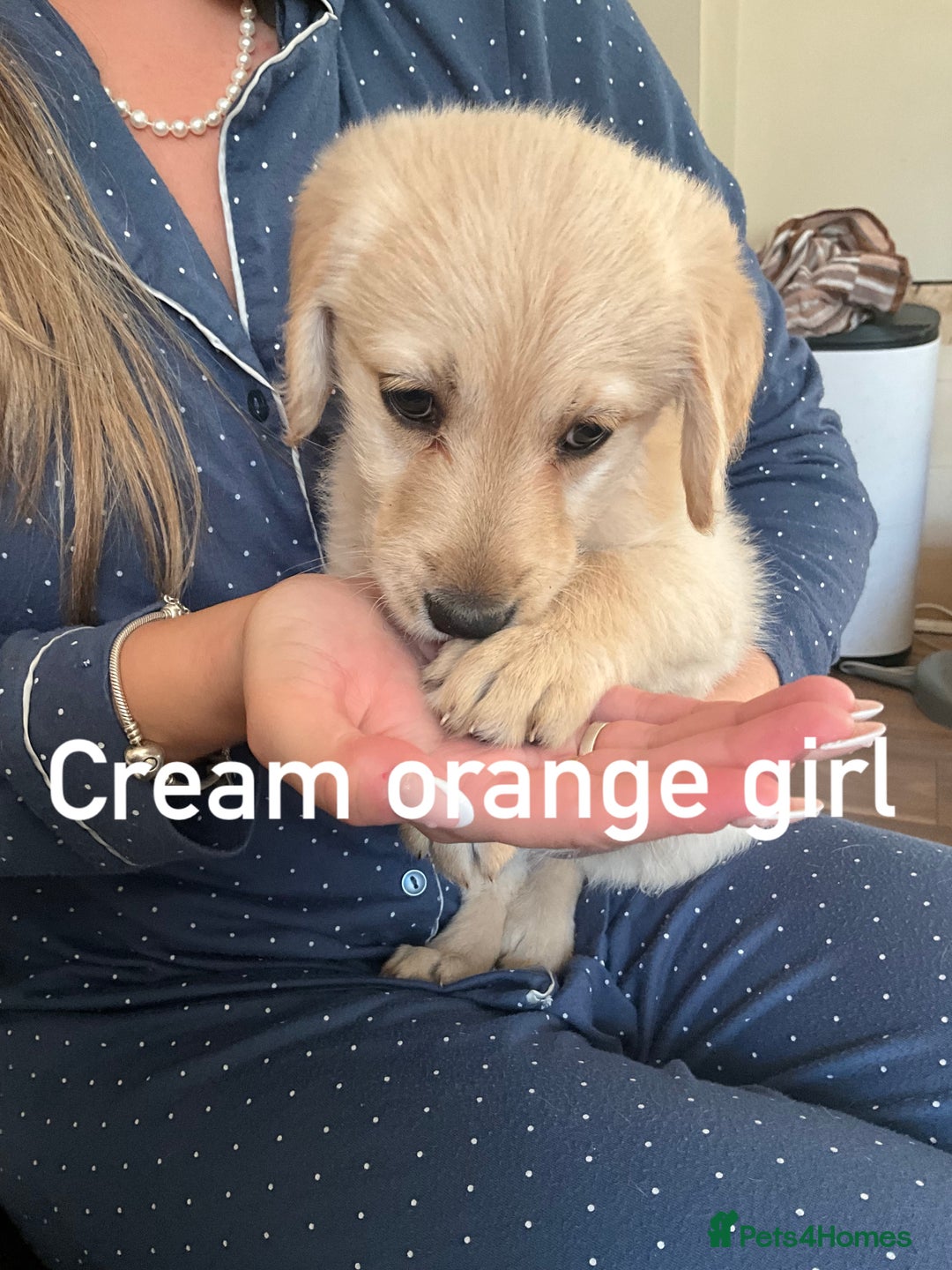 Labrador Retriever dogs for sale: Labrador puppies - Image 4
