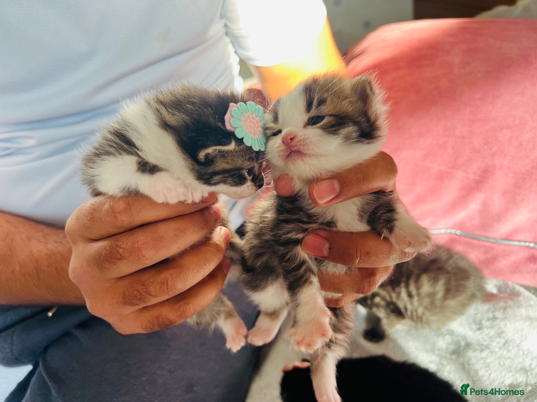 LaPerm cats for sale: Long Coat Laperm kittens - Image 19