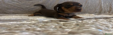 Miniature Dachshund Puppy 2