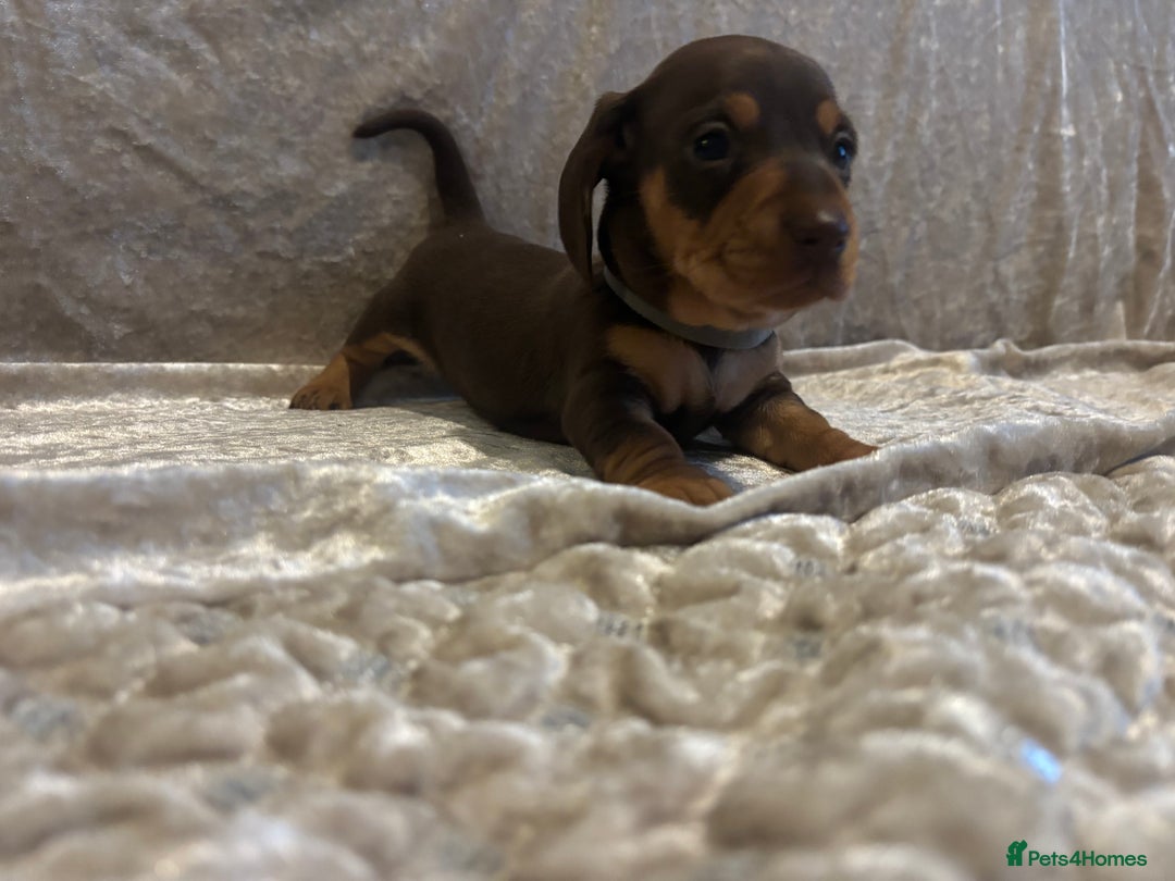 Miniature Dachshund dogs for sale: Mini Dachshund Available - Advert 14