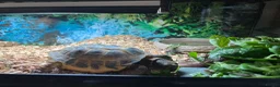Tortoise reptiles for sale: Horsefield Tortoise approx 10 years old - Advert 5
