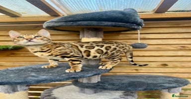 Bengal cats - Advert 9