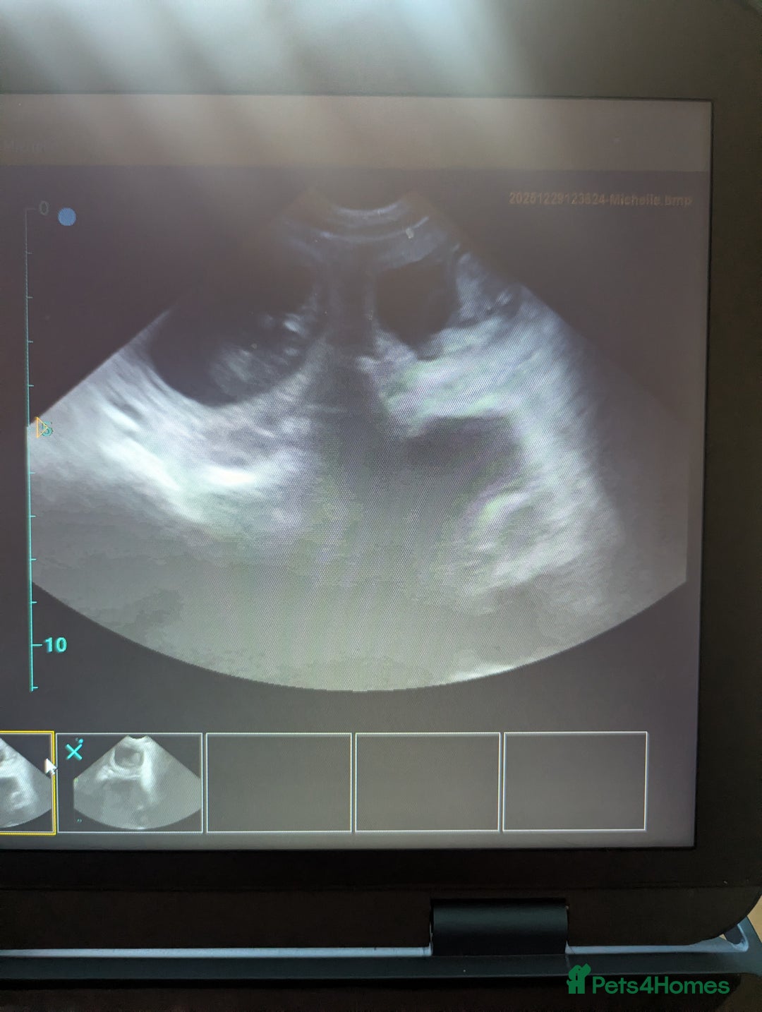 Golden Retriever dogs for sale: 🐾 Golden Retriever Puppies Available Soon! 🐾 - Advert 14