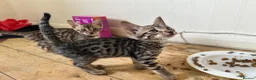 Bengal cats for sale: Bengal X Savannah kittens  in Feltham - Advert 2
