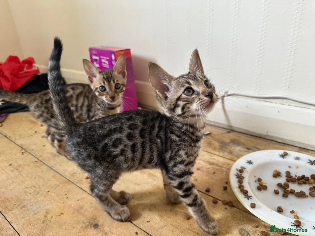 Bengal cats for sale: Bengal X Savannah kittens  in Feltham - Advert 2