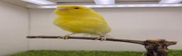Canaries birds for sale: Persian and Lancashire canary’s  - Advert 11