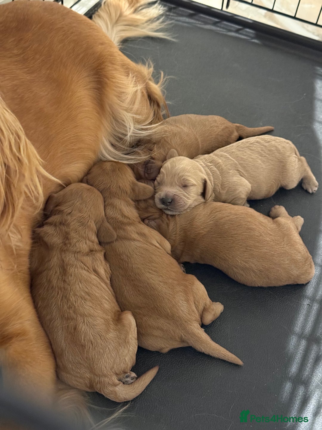 Cockapoo dogs for sale: Beautiful F1 Cockapoo puppies - Advert 1