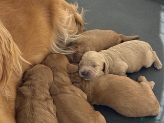 Cockapoo dogs Beautiful F1 Cockapoo puppies - Advert 1