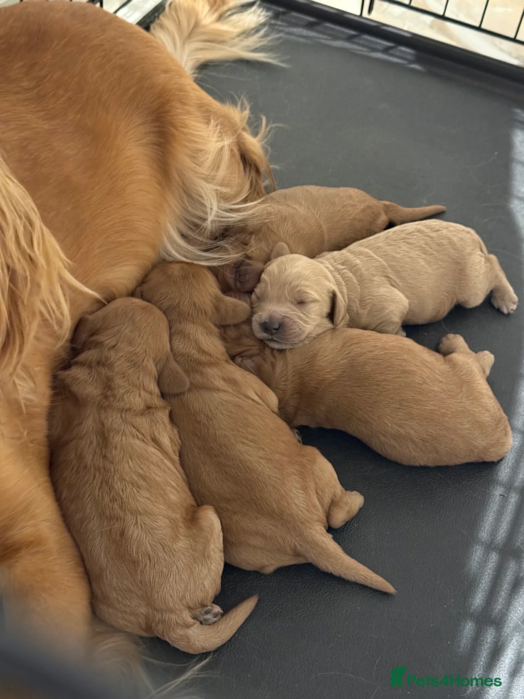 Cockapoo dogs for sale: READY TO GO! LAST BOY F1 Cockapoo puppies - Advert 6