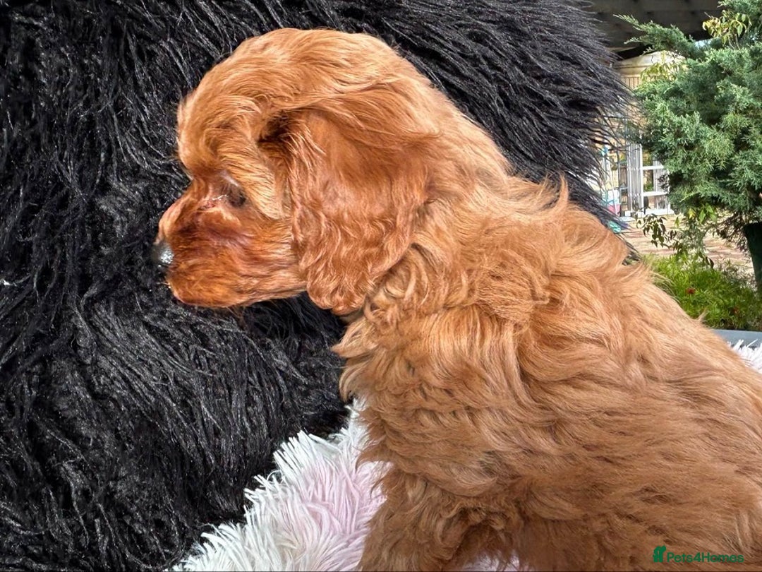 Cavapoo dogs for sale: Beautiful Cavapoo Puppies Ever! - Image 7