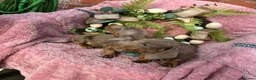 Miniature Dachshund dogs for sale: Minature Dachshund puppys  - Advert 9