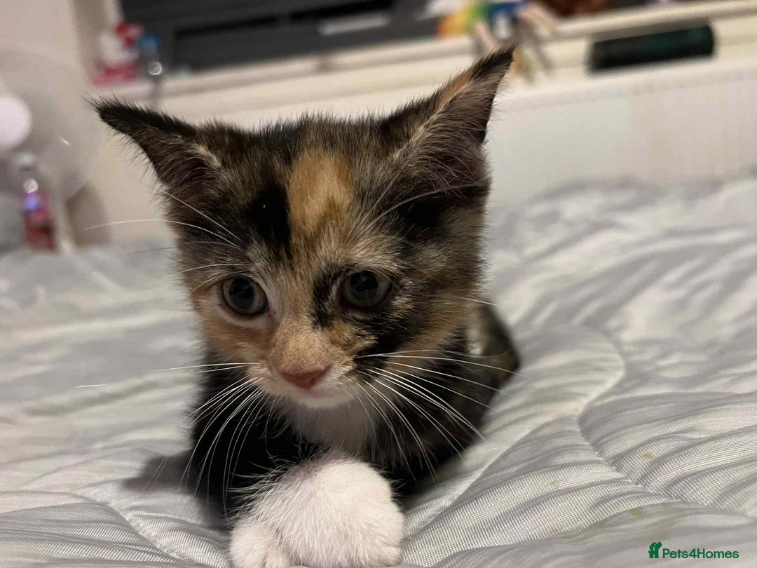 Mixed Breed cats for sale: British short hair cross kitties  - Image 2