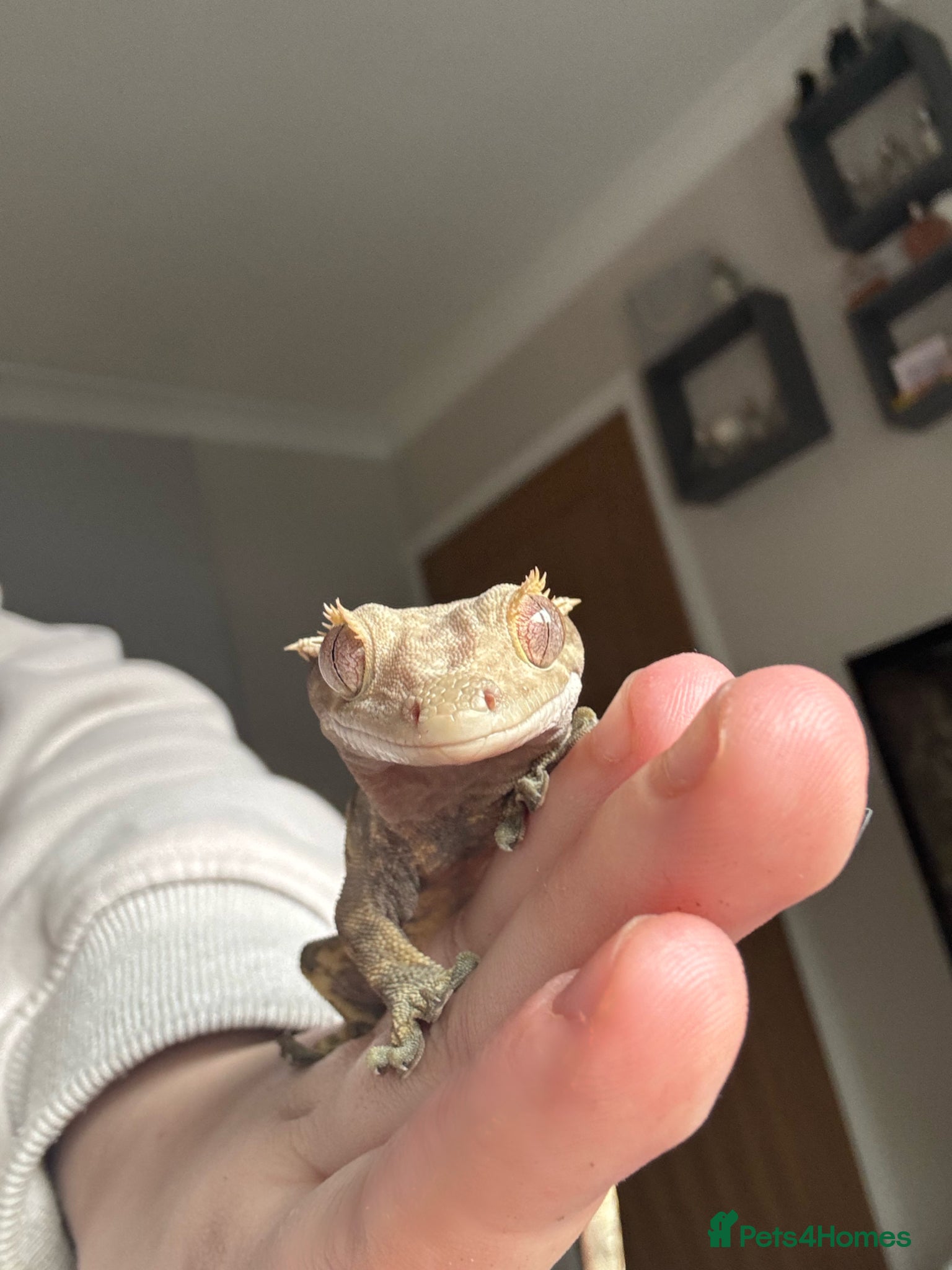 Gecko reptiles Young female partial harlequin crested gecko  - Advert 15