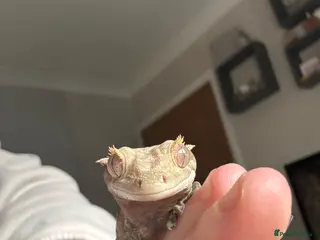 Gecko reptiles Young female partial harlequin crested gecko - Advert 15