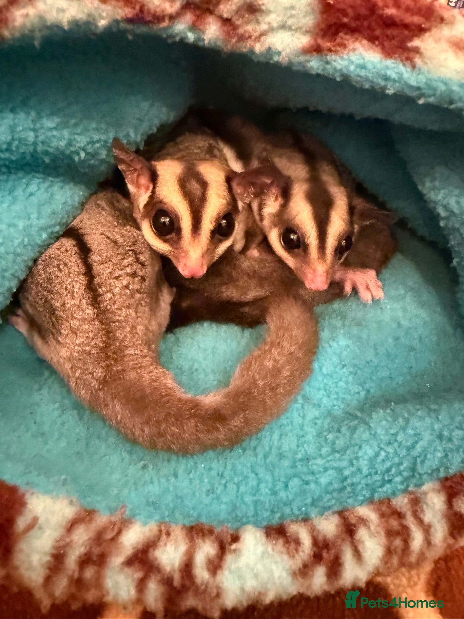 Sugar Glider rodents 2 Sugar glider girls available  - Advert 1