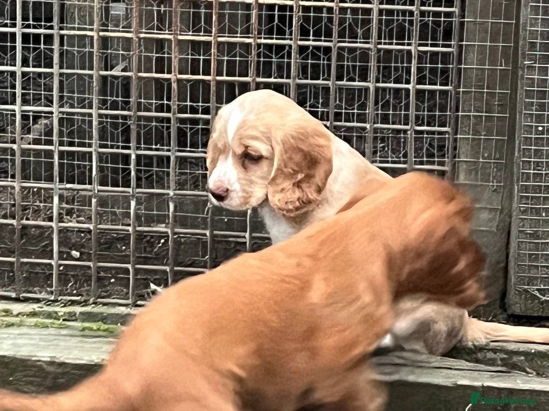 Cocker Spaniel dogs for sale: Heath tested working cocker pups  - Image 6
