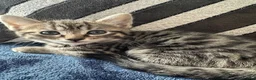 British Shorthair cats for sale: Beautiful Tabby Male Kitten –Ready Now - Advert 15